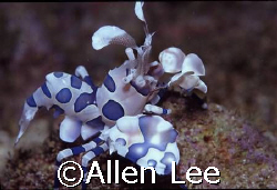 This shrimp is a great  favorite of mine. by Allen Lee 